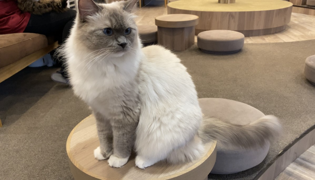 Cat Café “Mocha Lounge,” in Shibuya, one of Tokyo’s most trendy parts, attracts remote workers with their laptops who enjoy petting cats and giving them treats. 