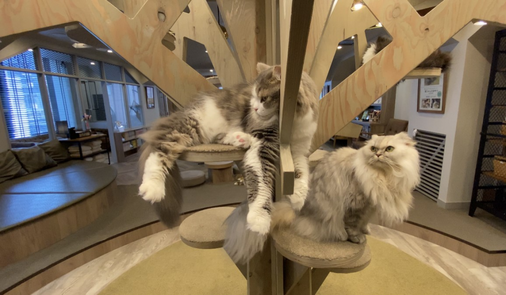 Cat Café “Mocha Lounge,” in Shibuya, one of Tokyo’s most trendy parts, attracts remote workers with their laptops who enjoy petting cats and giving them treats.