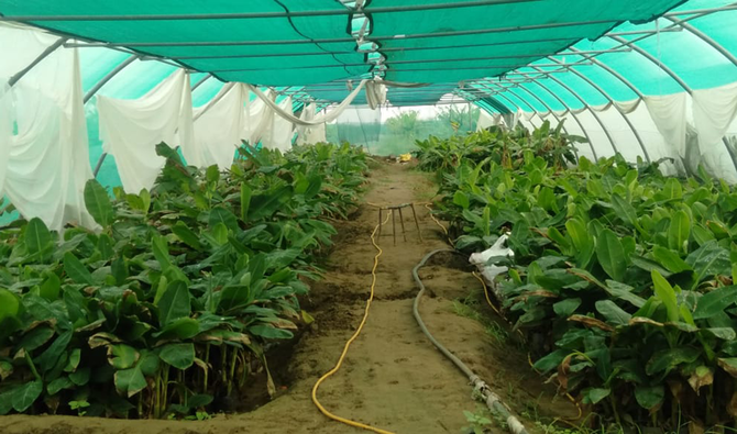 The project was launched a year ago, and the part of it that is cultivated now occupies about 500,000 square meters. (Supplied)