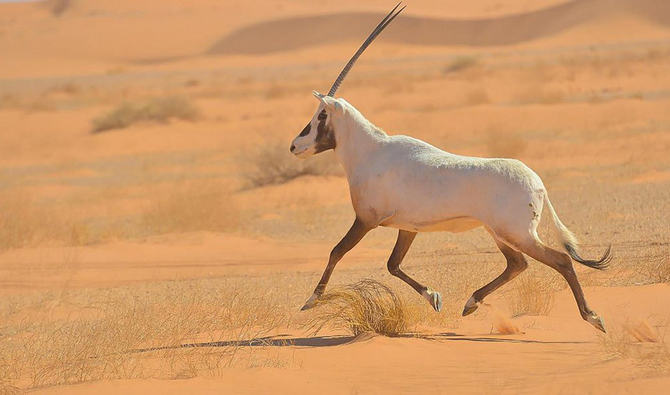 The Bedouin, with their rich social traditions and desert survival skills, are a major attraction for visitors. (SPA)