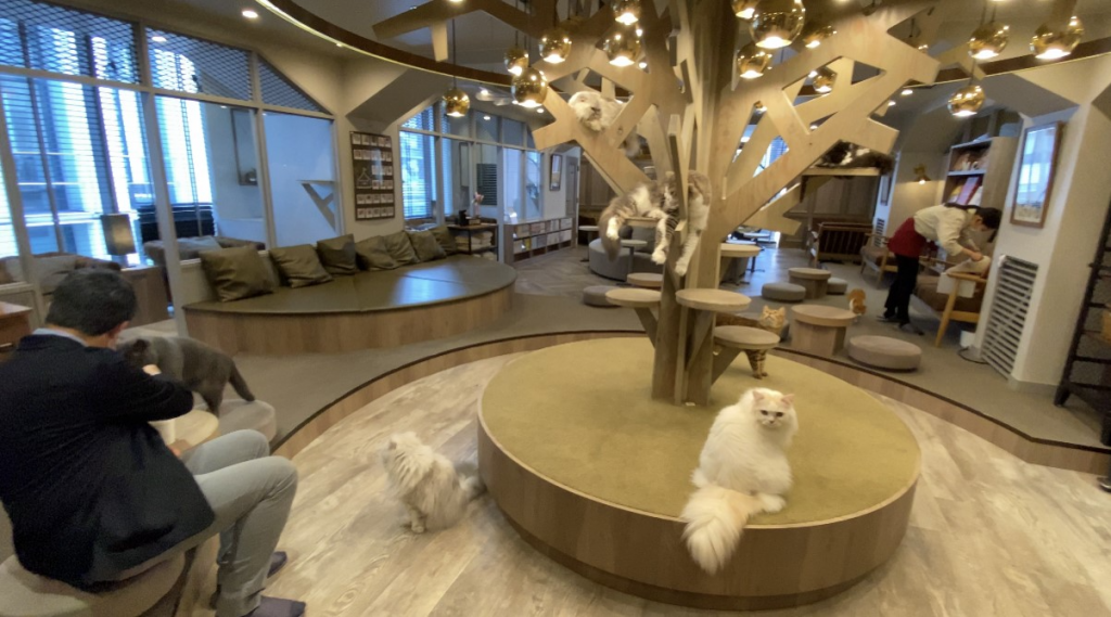 Cat Café “Mocha Lounge,” in Shibuya, one of Tokyo’s most trendy parts, attracts remote workers with their laptops who enjoy petting cats and giving them treats.