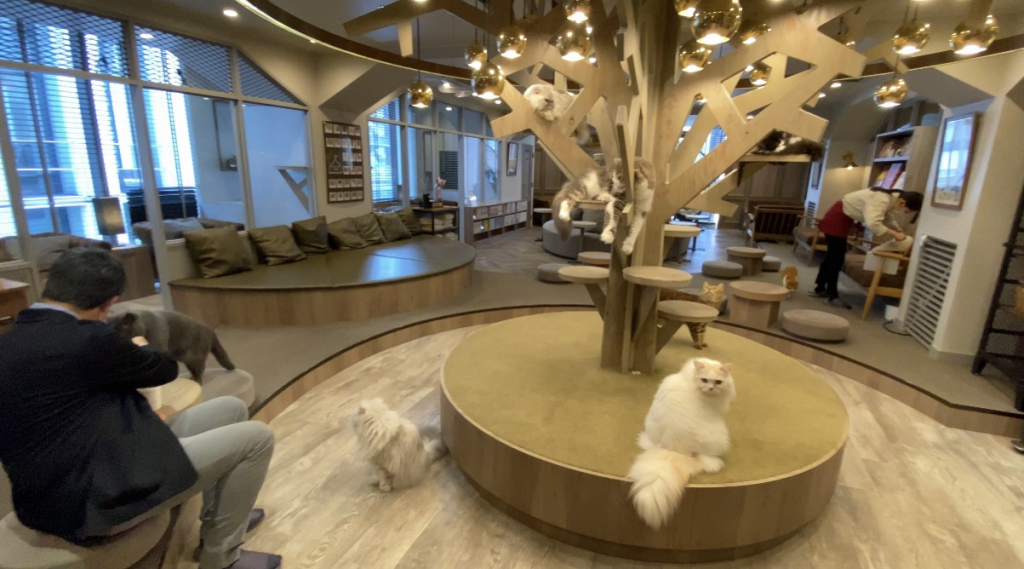 Cat Café “Mocha Lounge,” in Shibuya, one of Tokyo’s most trendy parts, attracts remote workers with their laptops who enjoy petting cats and giving them treats. 