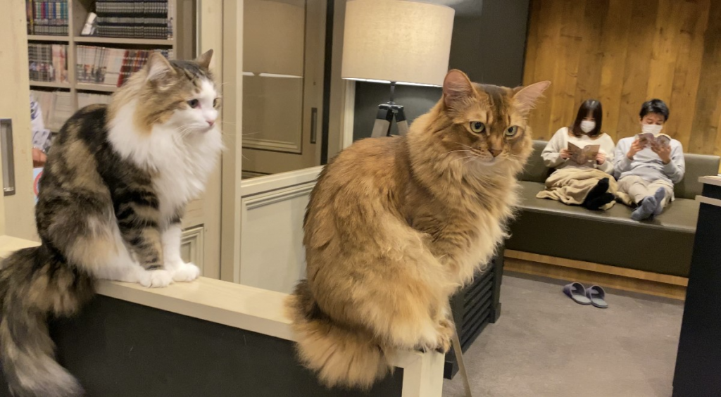 Cat Café “Mocha Lounge,” in Shibuya, one of Tokyo’s most trendy parts, attracts remote workers with their laptops who enjoy petting cats and giving them treats.