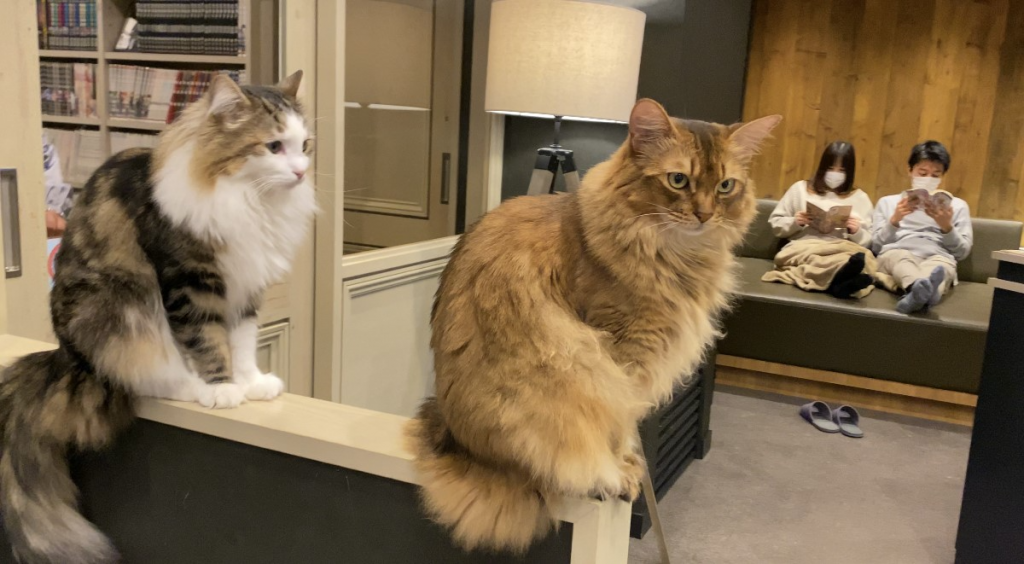 Cat Café “Mocha Lounge,” in Shibuya, one of Tokyo’s most trendy parts, attracts remote workers with their laptops who enjoy petting cats and giving them treats. 