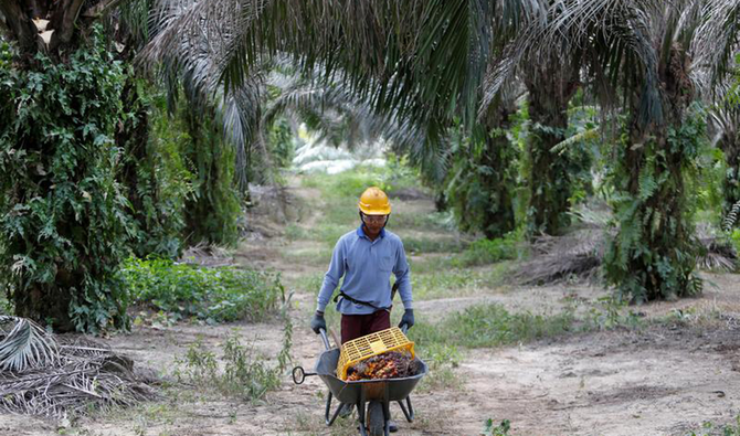 A worker collects palm oil fruits at a plantation in Bahau, Negeri Sembilan, Malaysia. (Reuters/File)