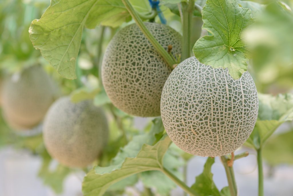 It is said that melons in this kind of packaging are sold at about three times the price of those in Japan. (Shutterstock)