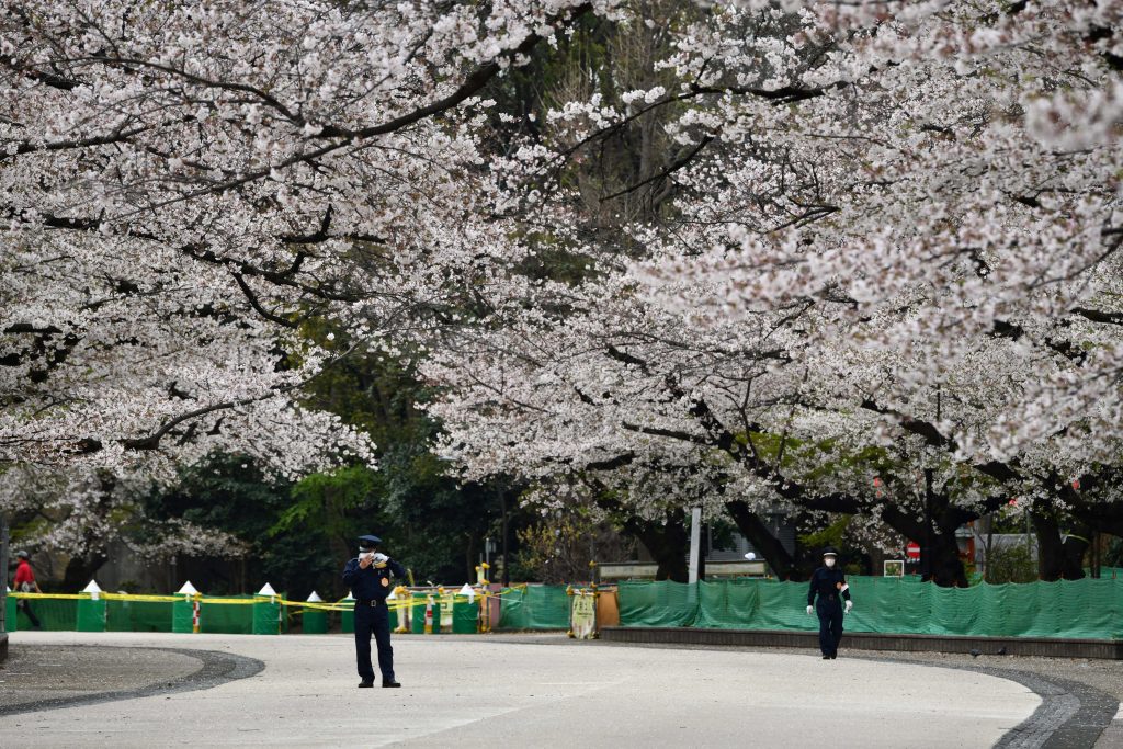 The rows of cherry trees, which were closed off to the public last year, have been opened up for one-way traffic as the park decided to allow blossom-viewing while walking. (AFP)