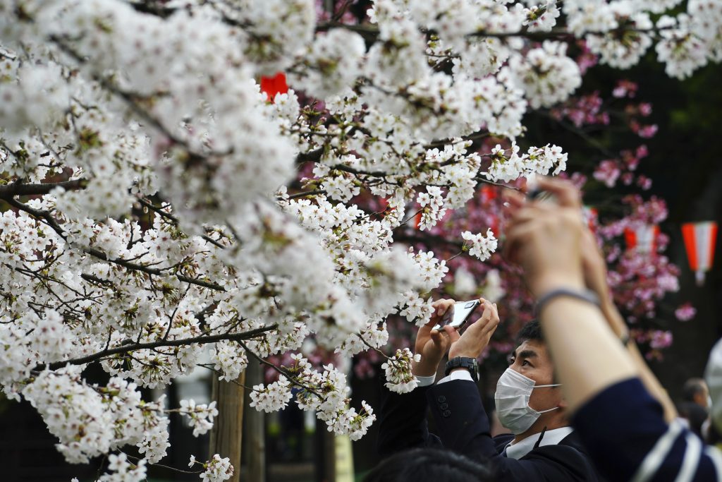 A man wearing a protective mask to help curb the spread of the coronavirus takes a photo under cherry blossoms Friday, March 26, 2021, in Tokyo. Cherry blossoms in many parts of Japan used to reach its prime in April just as the country celebrates the start of its new school and business year. Today, they bloom earlier in the spring and are mostly gone for the occasion, most likely because of the climate change.(AP Photo/Eugene Hoshiko)