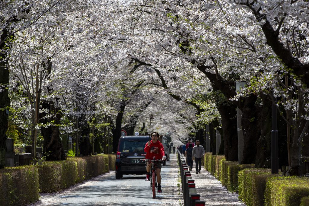 A person films a video with his phone on a selfie stick while riding a bicycle under a canopy of cherry blossoms Monday, March 29, 2021, in Tokyo. Japan's favorite flower, called 