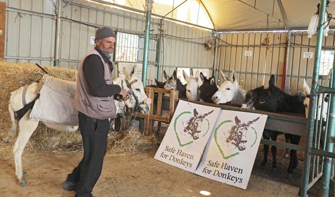 Donkeys that did not attract a buyer at a weekly market in Nablus are brought to the shelter in nearby Rujayb, where Silos, a veterinarian, examines them ‘completely and free of charge.’ (AFP)