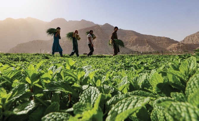 With unused desert land and sandy soils, the Middle East — and Saudi Arabia — is being touted as ideal destinations for a radical new low-energy start-up that is set to revolutionize how the region gets its food. (AFP)