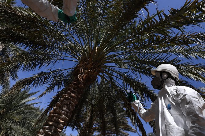 A technician injects a palm tree with a serum to combat the red weevil insect in a palm field in the desert oasis of Al-Ain, UAE. (Photo by KARIM SAHIB / AFP)