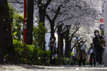 People walk under a canopy of cherry blossoms Saturday, March 27, 2021, in Tokyo. (AP)