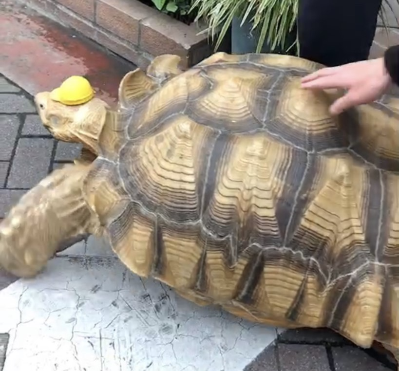 Bon-chan is a giant tortoise, weighing in at around 100 kg. (ANJ photo)