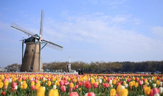 This handout picture taken April 8, 2020 shows a tulip field managed by Sakura City, Chiba Prefecture. (Photo by Handout / Sakura City / AFP)