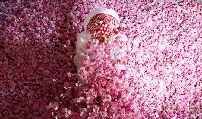 A worker at the Bin Salman farm sits amidst freshly picked Damascena (Damask) roses in the air, used to produce rose water and oil, in the western Saudi city of Taif, on April 11, 2021. (AFP)