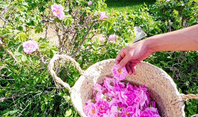 Taif’s pink roses have a sweet, strong aroma and it is rich in soft petals. (AN photo by Huda Bashatah)