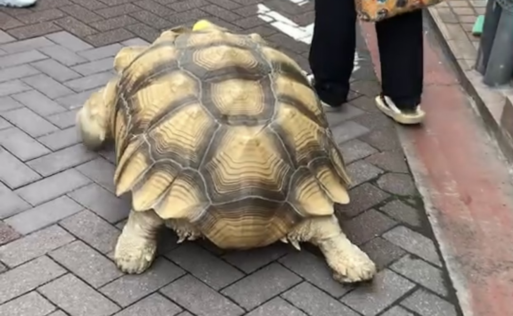 Bon-chan is a giant tortoise, weighing in at around 100 kg. (ANJ photo)