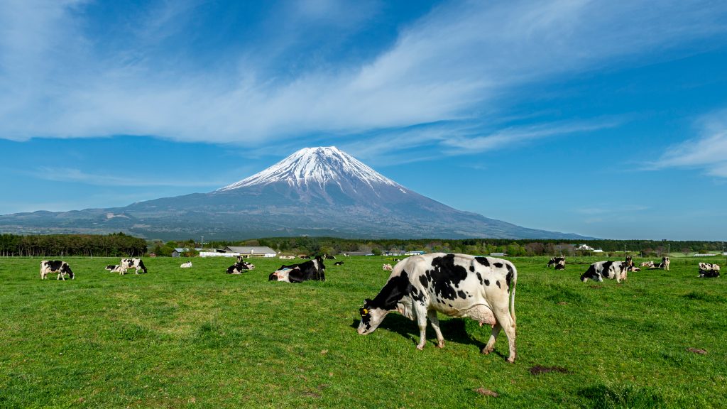 Japan's greenhouse emissions from the farm, forestry and fisheries sectors totaled some 50 million tons of carbon dioxide equivalents in fiscal 2018. Of them, methane and dinitrogen monoxide from cows accounted for 13.7 million tons. (Shutterstock)
