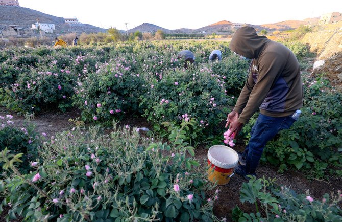 A worker at the Bin Salman farm picks Damascena (Damask) roses to produce rose water and oil, in the western city of Taif, on April 11, 2021. (AFP)