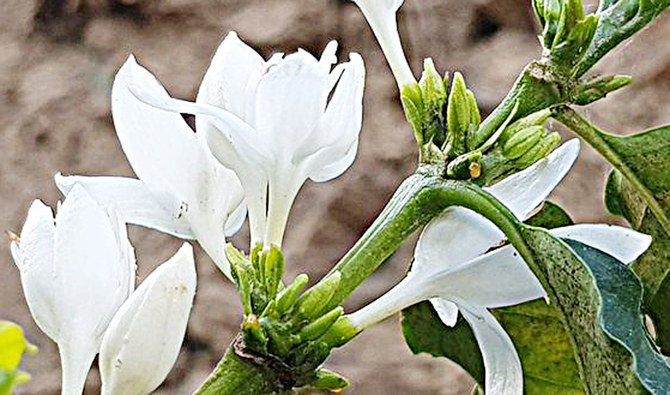 The coffee tree flowering process begins in late March ahead of the rainy season. The process takes between three to four days. (Supplied)