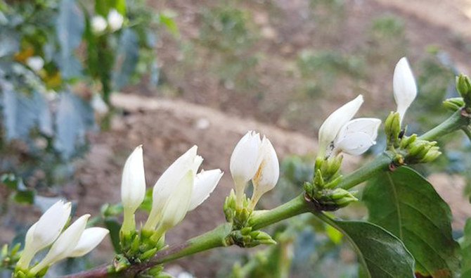 The coffee tree flowering process begins in late March ahead of the rainy season. The process takes between three to four days. (Supplied)