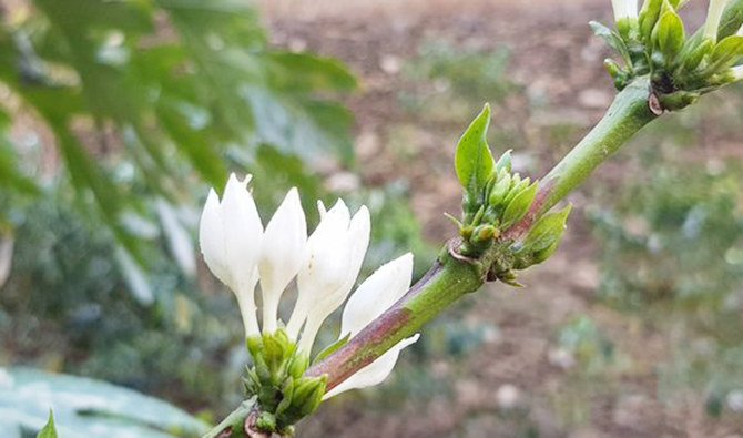 The coffee tree flowering process begins in late March ahead of the rainy season. The process takes between three to four days. (Supplied)