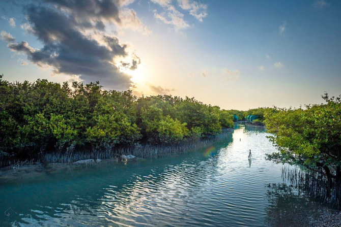 Mangroves are recognized as among the most efficient natural climate solutions for reducing CO₂. (Saudi Aramco photo)