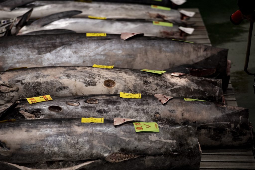 Stocks of bluefin tuna have been managed internationally since 2015, after plunging due to overfishing. (AFP)