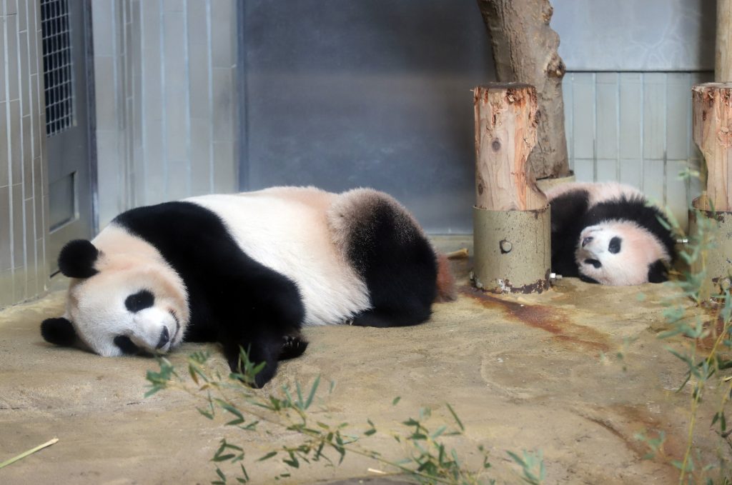 Female giant panda cub Xiang Xiang (R) and her mother Shin Shin (L) lay on the ground during a press preview at Ueno Zoo in Tokyo on December 18, 2017. (AFP)