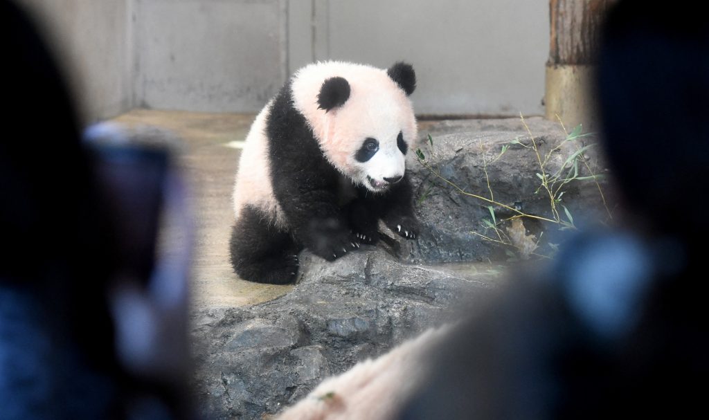 Ueno Zoo in the Japanese capital's Taito Ward reopened on June 4, with reservations required for visits, after being closed to the public since late last year following the spread of novel coronavirus infections. (AFP)