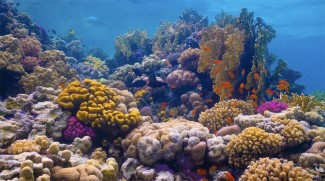 The Red Sea is home to abundant species of coral and marine life, including a large number of species found nowhere else on earth. (Courtesy: Red Sea Project website)