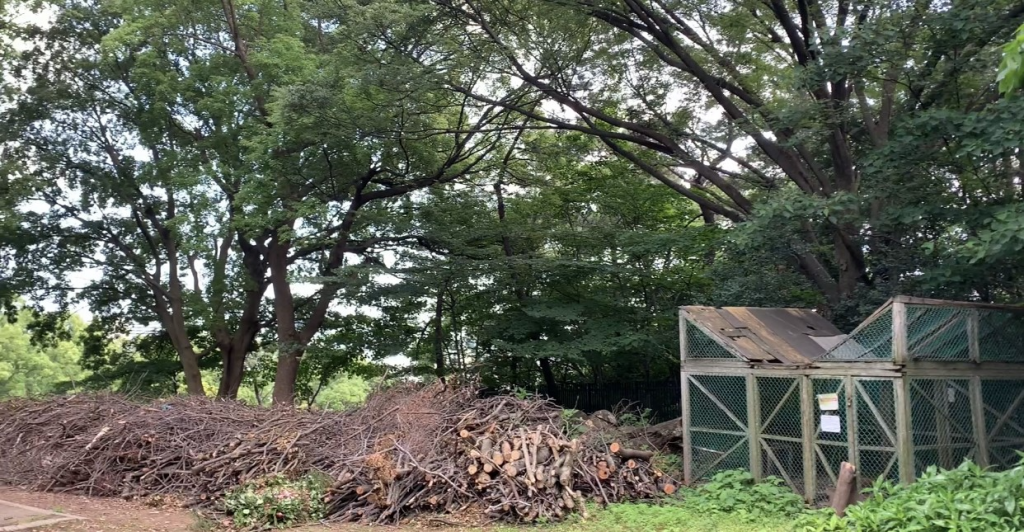 The project envisions cutting down trees that are over 8 meters high and pruning others to accommodate more than 35,000 people a day to watch sports events. (ANJP)