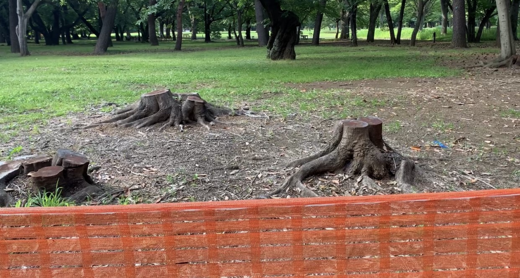 The project envisions cutting down trees that are over 8 meters high and pruning others to accommodate more than 35,000 people a day to watch sports events. (ANJP)