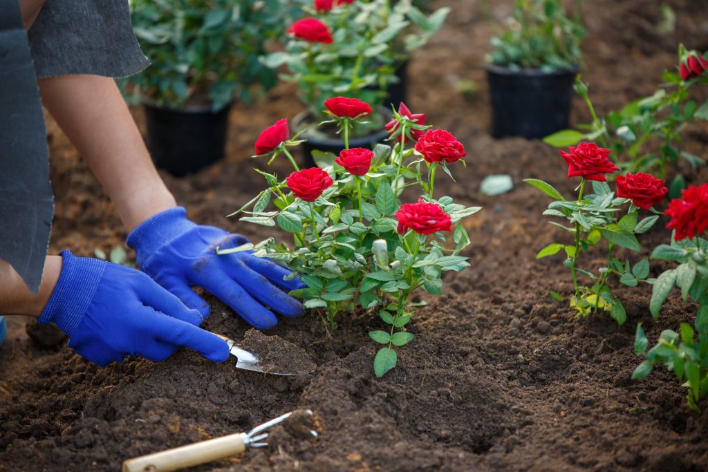 The new method is possible as chloroplasts needed for photosynthesis are found on the underside of the rose leaves as well. (Shutterstock)