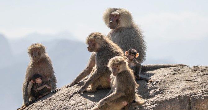 The animals are believed to be natives of the western region’s Sarawat Mountains, mostly in the southwestern areas from Taif to Asir and beyond. (Shutterstock)