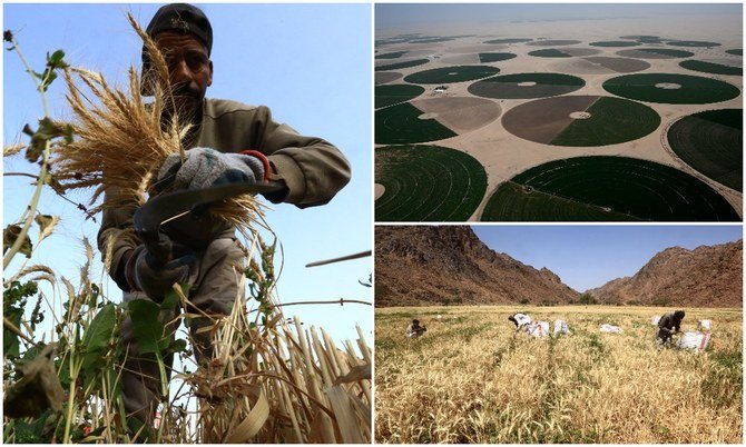 Red Sea Farms, which is based on the campus of King Abdullah University of Science and Technology (KAUST), near Jeddah, nurtures new breeds of crops that are irrigated with seawater. (AFP/File Photos)