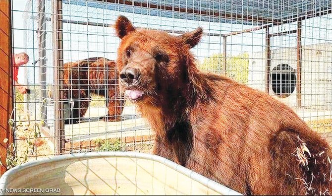 Homer and Ulysses had been trapped for more than 10 years in a zoo in Tyre. (Supplied)