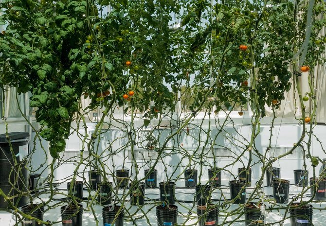 The agtech startup enables farming of produce using primarily salt water and sunlight. (Supplied)