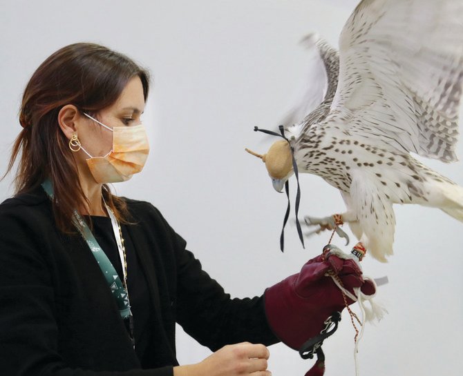 Sandra Boehm, owner of FB Falcons Farm, has been caring for the majestic birds since she was a child, her father being a falconer himself. (AN photos by Abdulaziz Al-Noman)