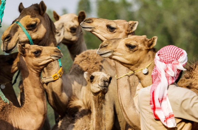 Known as ‘ships of the desert,’ and once used for transport across the sands of the Arab Peninsula, camels are symbols of traditional Gulf culture. (AFP)