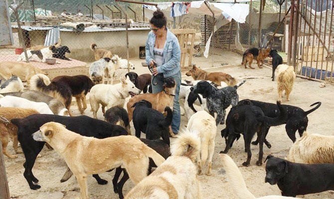 A volunteer takes care of the dogs at a BETA center in Baabda city, Lebanon. (Photo/Supplied)