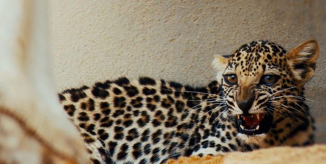 The International Union for Conservation of Nature classifies the Arabian leopard as critically endangered. (SPA)