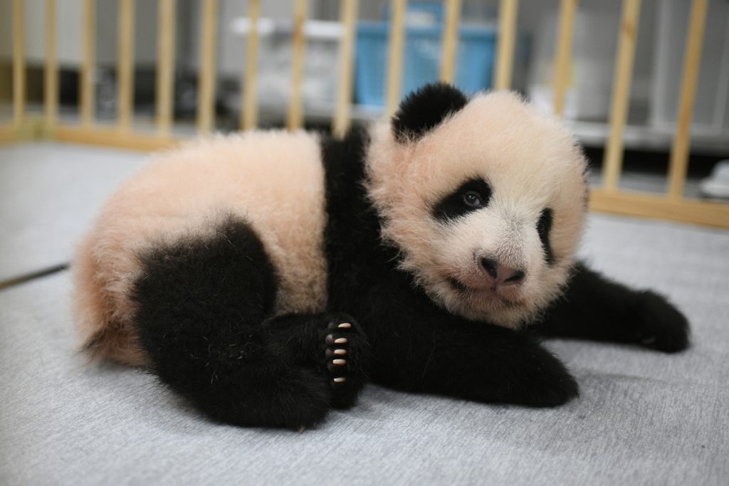 The twin cubs, which were palm-size pink creatures when born on June 23, have grown and now have their unique black-and-white blocks, with black fur around their eyes, ears and limbs. (Tokyo Zoological Park Society)