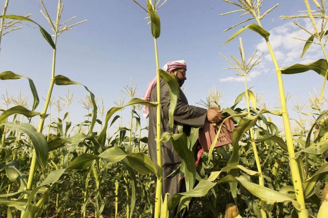 The Kingdom had developed its vision based on building a sustainable agricultural sector. (SPA)