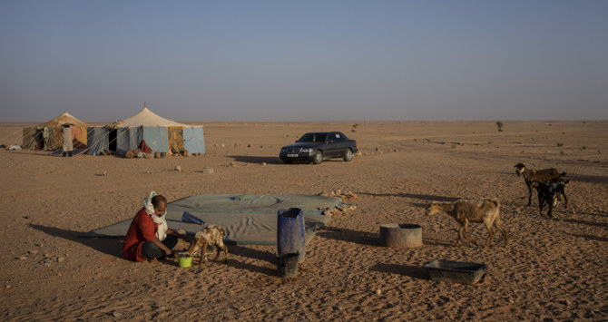 A Sahrawi nomad feeds cattle on the outskirts of Boujdour refugee camp, Algeria, on October 16, 2021. (AP)