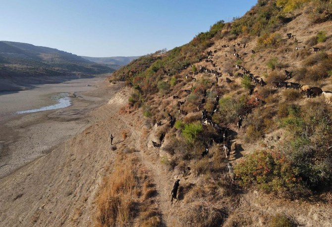 A shepherd leads his heard around the almost dried Doueizat (Duwaysat) dam outside the town of Al-Diriyah in Syria’s northern Idlib province on November 9, 2021. (AFP)
