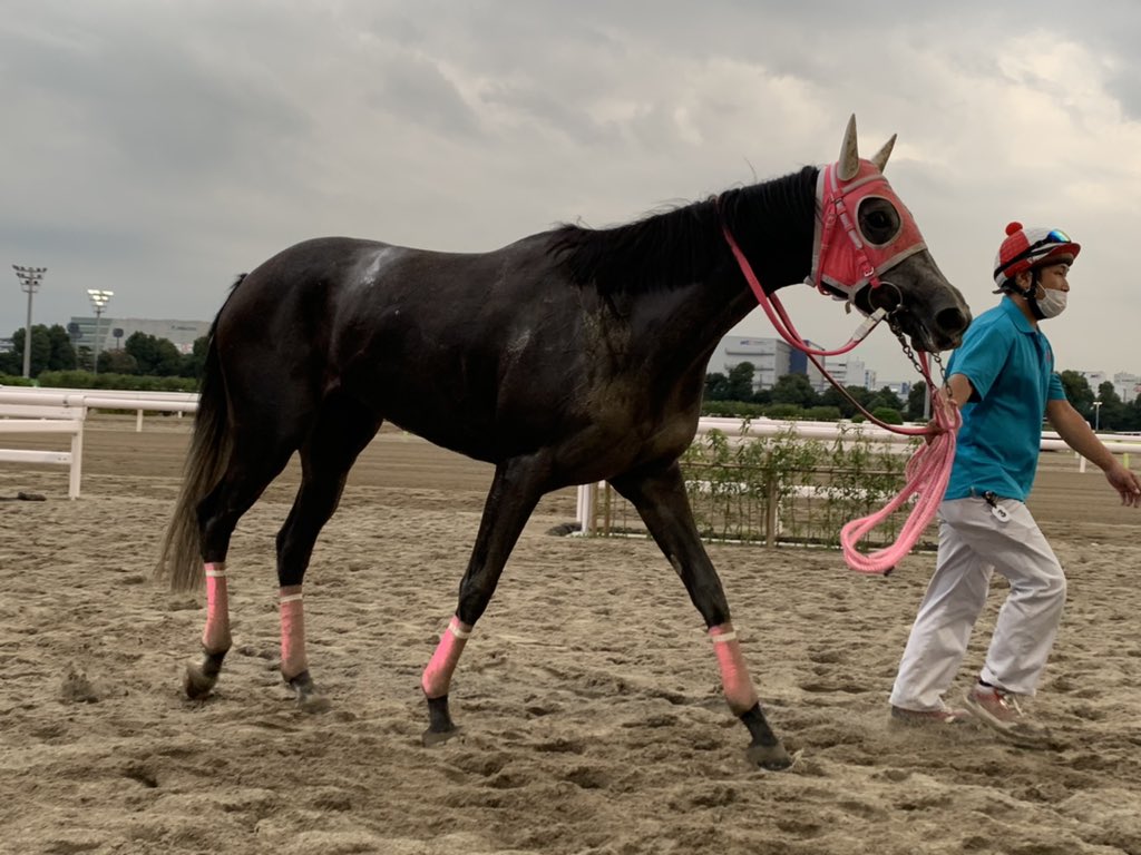 The three-year-old made a dramatic late surge to claim victory at Tokyo's Oi racecourse on Monday, winning in the 12th race of her career. (Twitter/@tck_keiba)