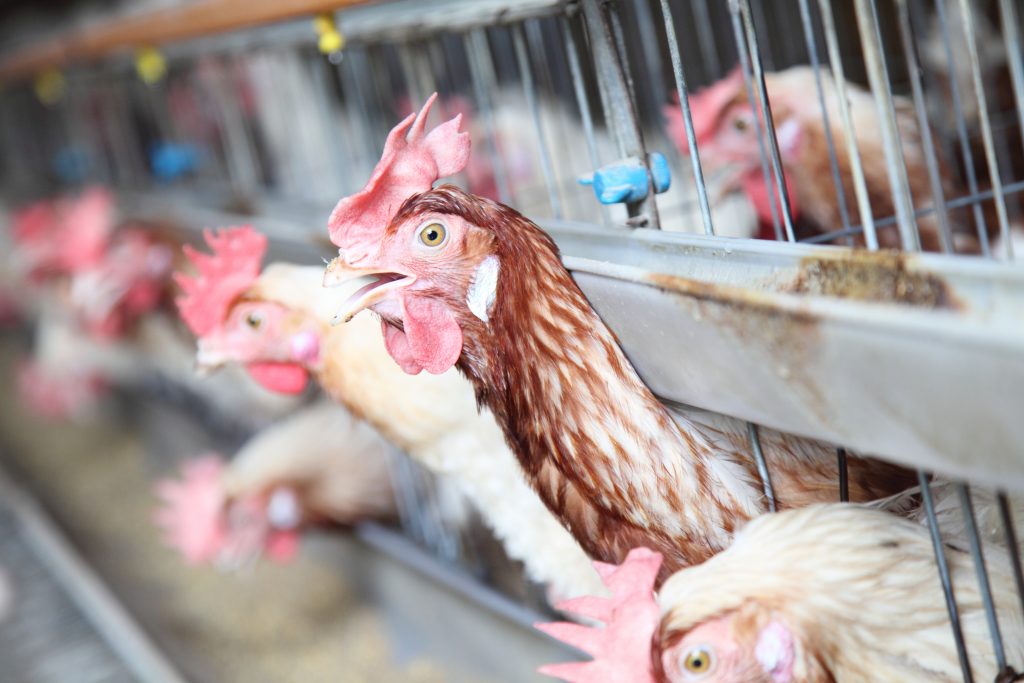 All of some 38,500 chickens at the farm will be culled to prevent the spread of the bird flu virus. (Shutterstock)