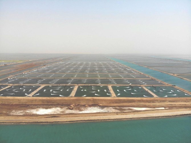 A view of Naqua — a fully integrated shrimp farm in Saudi Arabia. Supplied